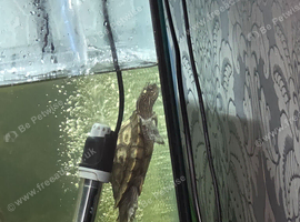 Big lovely female map turtle needs forecer home