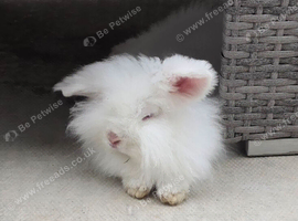 Cute fluffy bunny