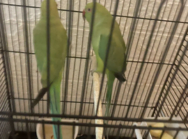 Indian green neck parrot