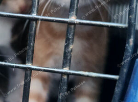 Beautiful kitten now available again