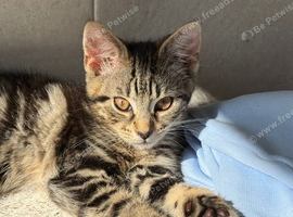 Kitten look  ing for a home.