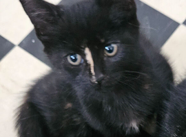 Kittens for sale