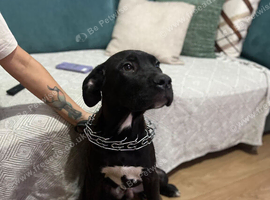 Blk boy 4month old