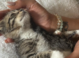 Two beautiful boys available