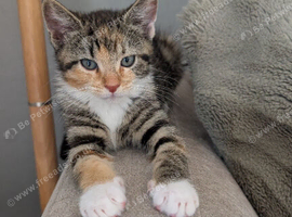 Cat for sale