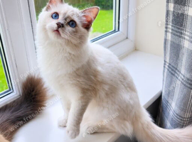 Stunning Lilac Mitted Ragdoll