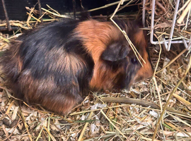 Baby Guineapigs