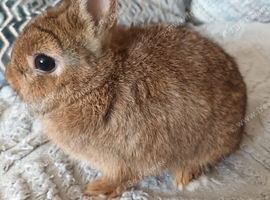 Beautiful agouti nertherland dwarf