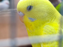 3 budgies for sale in Maidstone