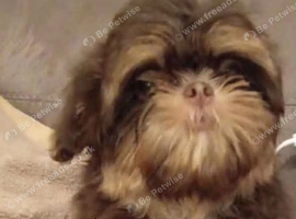 imperial shih tzu 2 boys left