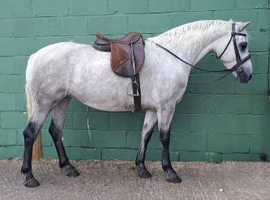 Class one Connemara mare