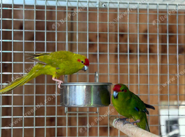 Kakaraki parrot
