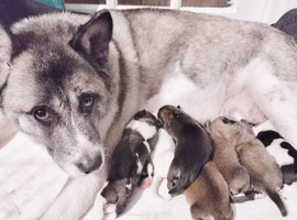 Husky akita puppies