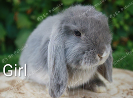 Pure bred mini lop baby rabbits
