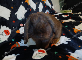 This is nuggie