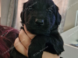Akita shepherd x jack Russell