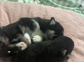 2 beautiful little girls