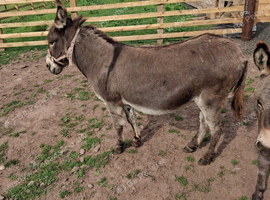 Miniature Mediterranean donkey