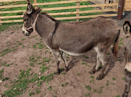 Miniature Mediterranean donkey