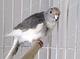 Female Kakarikis