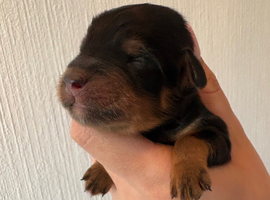 Last girl remaining!! F1B cavapoo puppies born on 1/6/26