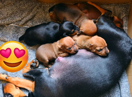 Beautiful Miniature Pincher puppies