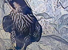 2026 male peregrine