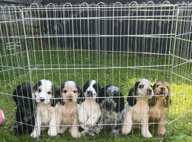 3 LEFT-Show Type Cocker Spaniels for sale