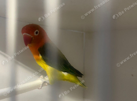 Euwing lovebirds split ino