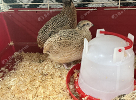Jumbo quail free