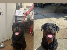 Rottweiler pups