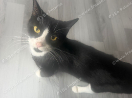 Tuxedo cat