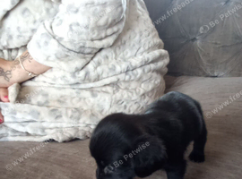 Blue roam cocka spaniel bitch