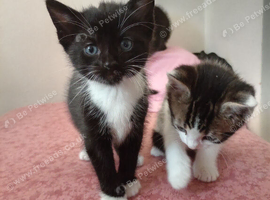Kittens for sale