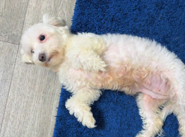 Puffy maltese