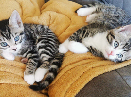 Stunning half Bengal Kittens. TICA. Ready June 4th