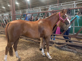 Beautiful pony for sale 12.2h, 8yo
