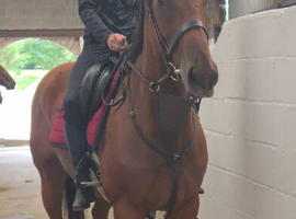 16.1 Lovely chunky  TB mare 4 yrs old