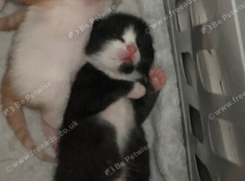 Kittens for sale