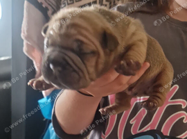 3 male french sharpie mix