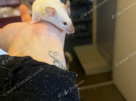 3 lovely female fancy mice