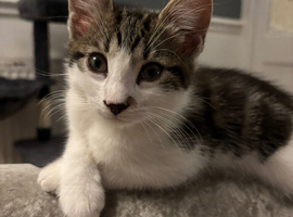 Male  Kitten