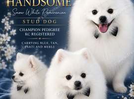 TEDDY BEAR  PROVEN POMERAIAN STUD