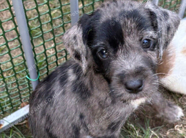 Beautiful cocker cross Jack Russell Girl ️