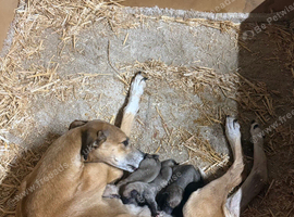 Outstanding Working-Bred Whippet Lurcher Puppies