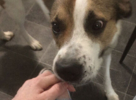 Collie/ Staffie mix
