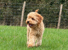 8 month old Cavapoo