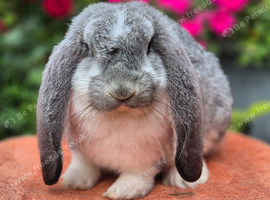 *** French Lop Buck ready to go ***