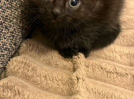 3 kittens for sale, ready to leave after 31th march