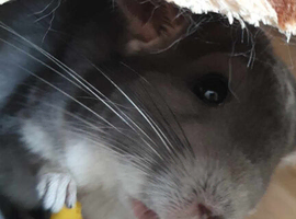 Male chinchilla